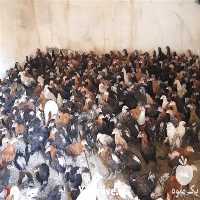 فروش نمیچه مرغ تخم گذار در تهران در گروه مرغ و خروس و بوقلمون و اردک قو قاز در یکمیوه