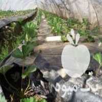 فروش بوته توت فرنگی در بهنمیر در گروه خرید فروش نهال - انواع گردو پسته بادام سلطانی انگور در یکمیوه