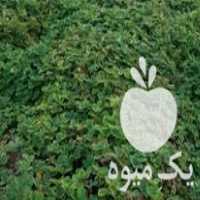 فروش بوته توت فرنگی گاماراسو  در قائم شهر در گروه خرید فروش عمده توت فرنگی - خرید فروش عمده قرمز سفید در یکمیوه