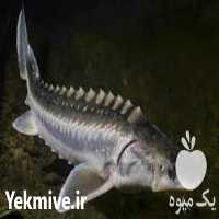 فروش دوره آموزش پرورش ماهی خاویاری در تهران در گروه مشاوره - راه اندازی بازاریابی کسب درآمد بهبود کسب و کار در یکمیوه