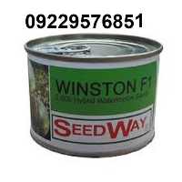 بذر هندوانه وینستون در تهران در گروه خرید فروش عمده هندوانه - صادراتی گرد بیضی زرد قرمز در یکمیوه