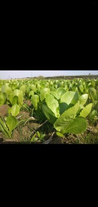 آگهی مشابه فروش نشا کاهو سفید درجه یک در آمل در گروه خرید فروش نشا - انواع گوجه برنج کاهو پیاز کاری فرنگی در یکمیوه