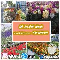 فروش بذر گل برای شهرداری ها در تهران در گروه خرید فروش بذر - انواع محصول کشاورزی گوجه کتان میوه درخت در یکمیوه