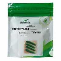 فروش بذر خیار بوته ای هیبرید در تهران در گروه خرید فروش بذر - انواع محصول کشاورزی گوجه کتان میوه درخت در یکمیوه