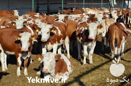 فروش گوساله سیمینتال در تهران در گروه گاو و گوسفند و میش و بز کهره گوساله سمینتال در یکمیوه -عکس1