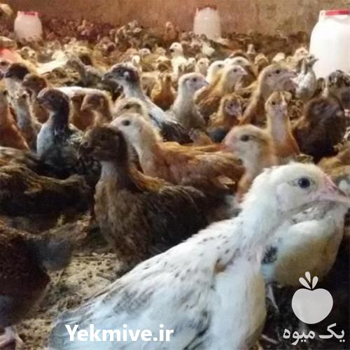 فروش مرغ گلپایگانی یک روزه در تهران در گروه مرغ و خروس و بوقلمون و اردک قو قاز در یکمیوه -عکس1