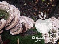 فروش قارچ ترکی تیل در تهران در گروه خرید فروش عمده قارچ - دکمه ای خوراکی دارویی پرورشی کوهی در یکمیوه -عکس1