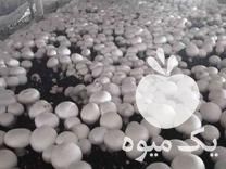 فروش کمپوست استفاده شده قارچ دکمه ای در اصفهان در گروه خرید فروش عمده قارچ - دکمه ای خوراکی دارویی پرورشی کوهی در یکمیوه -عکس1