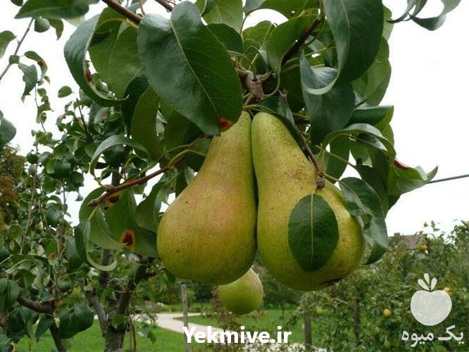 فروش نهال گلابی در تهران در گروه خرید فروش نهال - انواع گردو پسته بادام سلطانی انگور در یکمیوه -عکس1