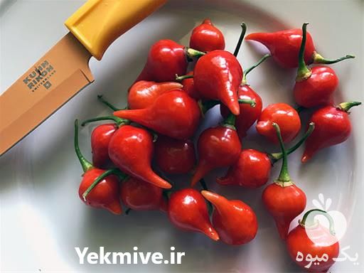 فروش بذر فلفل بیکیونهو در تهران در گروه خرید فروش بذر - انواع محصول کشاورزی گوجه کتان میوه درخت در یکمیوه -عکس1