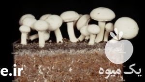 فروش کمپوست قارچ در تهران در گروه خرید فروش کود و مواد شیمیایی - اوره پتاس مرغی کمپوست آهن در یکمیوه -عکس1