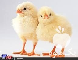 فروش جوجه مرغ گوشتی در تهران در گروه مرغ و خروس و بوقلمون و اردک قو قاز در یکمیوه -عکس1