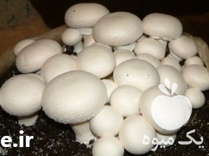 فروش کمپوست قارچ دکمه ای در تهران در گروه خرید فروش عمده قارچ - دکمه ای خوراکی دارویی پرورشی کوهی در یکمیوه -عکس1