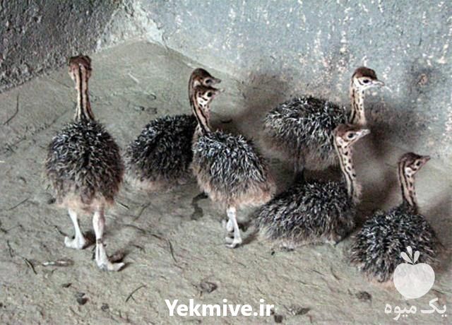 فروش جوجه شترمرغ یک هفته در تهران در گروه مرغ و خروس و بوقلمون و اردک قو قاز در یکمیوه -عکس1