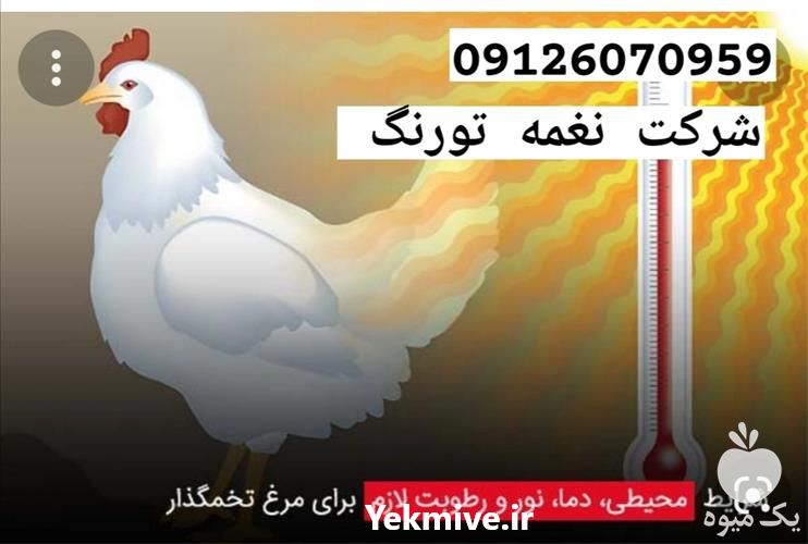 فروش مرغ تخمگذار صنعتی در تهران در گروه مرغ و خروس و بوقلمون و اردک قو قاز در یکمیوه -عکس1