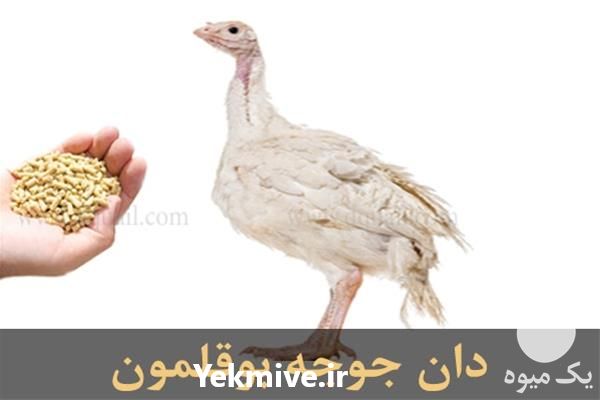 قیمت دان مخصوص بوقلمون در تهران در گروه مرغ و خروس و بوقلمون و اردک قو قاز در یکمیوه -عکس1