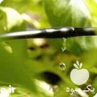 فروش تجهیزات آبیاری باغ مرکبات در تهران در گروه خرید فروش اتصالات و تجهیزات آبیاری - شیر لوله نوار در یکمیوه
