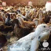 فروش مرغ گلپایگانی یک روزه در تهران در گروه مرغ و خروس و بوقلمون و اردک قو قاز در یکمیوه