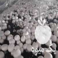 فروش کمپوست استفاده شده قارچ دکمه ای در اصفهان در گروه خرید فروش عمده قارچ - دکمه ای خوراکی دارویی پرورشی کوهی در یکمیوه