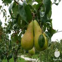 فروش نهال گلابی در تهران در گروه خرید فروش نهال - انواع گردو پسته بادام سلطانی انگور در یکمیوه