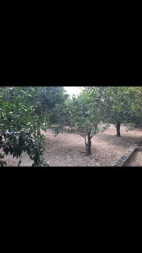آگهی مشابه فروش قطعه 600 متری با مجوز ساخت در تنکابن در گروه باغ و باغچه - کشاورزی باغبانی میوه خرید فروش در یکمیوه