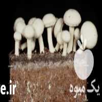 فروش کمپوست قارچ در تهران در گروه خرید فروش کود و مواد شیمیایی - اوره پتاس مرغی کمپوست آهن در یکمیوه