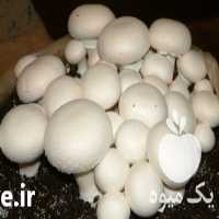 فروش کمپوست قارچ دکمه ای در تهران در گروه خرید فروش عمده قارچ - دکمه ای خوراکی دارویی پرورشی کوهی در یکمیوه