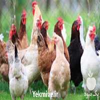 فروش مولد تخمگذار  در تهران در گروه مرغ و خروس و بوقلمون و اردک قو قاز در یکمیوه