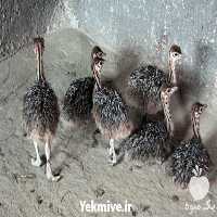 فروش جوجه شترمرغ یک هفته در تهران در گروه مرغ و خروس و بوقلمون و اردک قو قاز در یکمیوه