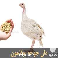 قیمت دان مخصوص بوقلمون در تهران در گروه مرغ و خروس و بوقلمون و اردک قو قاز در یکمیوه