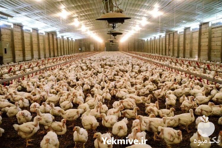 فروش بوقلمون گوشتی یک ماهه در تهران در گروه مرغ و خروس و بوقلمون و اردک قو قاز در یکمیوه -عکس1