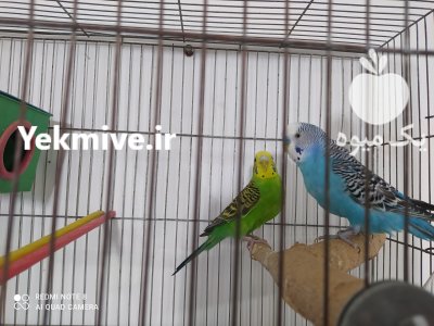 مرغ عشق سالم در قهاوند در گروه انواع پرنده - زینتی عروس هما مینا طوطی مرغ عشق در یکمیوه