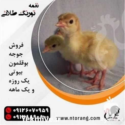 فروش جوجه بوقلمون هایبرید در تهران در گروه مرغ و خروس و بوقلمون و اردک قو قاز در یکمیوه -عکس1