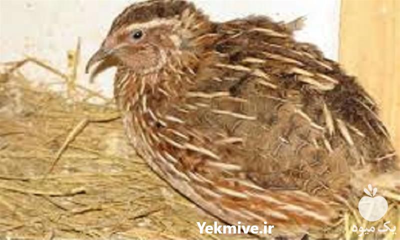 فروش دوره آموزش پرورش بلدرچین 0 تا 100 به صورت حضوری در تهران در گروه مشاوره - راه اندازی بازاریابی کسب درآمد بهبود کسب و کار در یکمیوه -عکس1