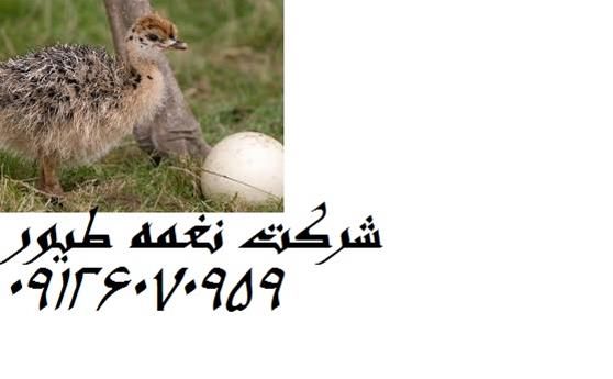 فروش شترمرغ گردن آبی  در تهران در گروه مرغ و خروس و بوقلمون و اردک قو قاز در یکمیوه -عکس1