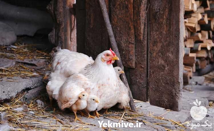 فروش مرغ تخم گذار صنعتی همه نژاد در تهران در گروه مرغ و خروس و بوقلمون و اردک قو قاز در یکمیوه -عکس1