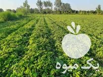 فروش بوته توت فرنگی کامارسو در بندرگز در گروه خرید فروش عمده توت فرنگی - خرید فروش عمده قرمز سفید در یکمیوه -عکس1