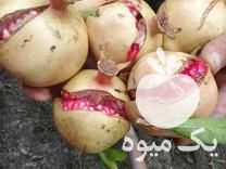 فروش انار ملس ربی در بهشهر در گروه خرید فروش عمده انار - ساوه شیراز شیرین ترش در یکمیوه -عکس1