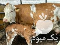 خرید و فروش انواع گوساله در انار در گروه گاو و گوسفند و میش و بز کهره گوساله سمینتال در یکمیوه -عکس1