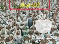 فروش نهال پسته پیوندی در قزوین در گروه خرید فروش نهال - انواع گردو پسته بادام سلطانی انگور در یکمیوه -عکس1