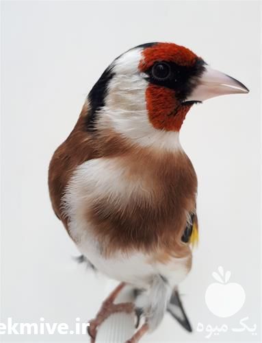 فروش سهره  در تهران در گروه انواع پرنده - زینتی عروس هما مینا طوطی مرغ عشق در یکمیوه -عکس1