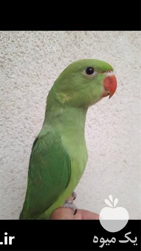 فروش طوطی ملنگو کاملا دستی در تهران در گروه انواع پرنده - زینتی عروس هما مینا طوطی مرغ عشق در یکمیوه -عکس1