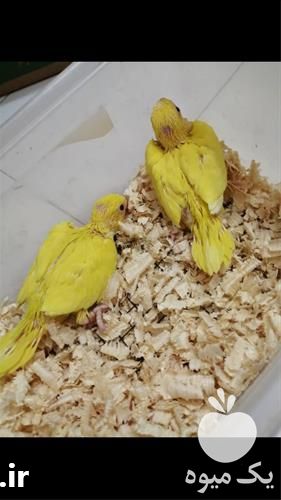 فروش طوطی در تهران در گروه انواع پرنده - زینتی عروس هما مینا طوطی مرغ عشق در یکمیوه -عکس1