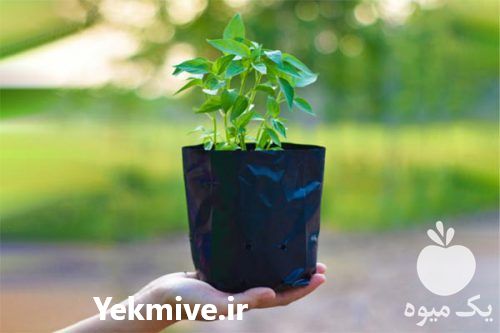 تولید و فروش پلاستیک کاشت نهال در سمنان در گروه خرید فروش نهال - انواع گردو پسته بادام سلطانی انگور در یکمیوه -عکس1