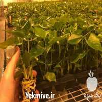 فروش بذر گل و گیاهان هلندی در شهریار در گروه خرید فروش بذر - انواع محصول کشاورزی گوجه کتان میوه درخت در یکمیوه