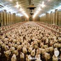 فروش بوقلمون گوشتی یک ماهه در تهران در گروه مرغ و خروس و بوقلمون و اردک قو قاز در یکمیوه