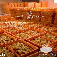 فروش جوجه یکروزه گوشتی و نهاده  دام در تهران در گروه مرغ و خروس و بوقلمون و اردک قو قاز در یکمیوه