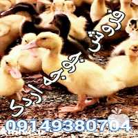 فروش جوجه اردک در ارومیه در گروه مرغ و خروس و بوقلمون و اردک قو قاز در یکمیوه