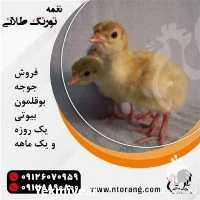 فروش جوجه بوقلمون هایبرید در تهران در گروه مرغ و خروس و بوقلمون و اردک قو قاز در یکمیوه