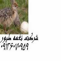 فروش شترمرغ گردن آبی  در تهران در گروه مرغ و خروس و بوقلمون و اردک قو قاز در یکمیوه